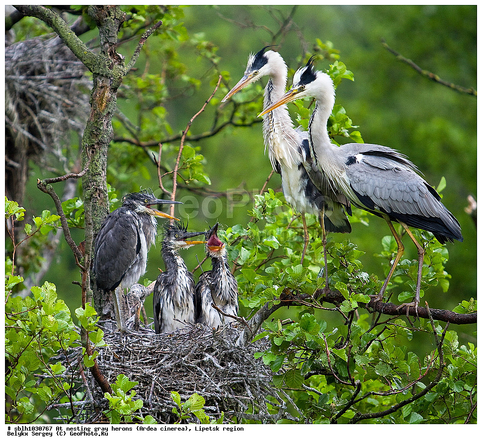  �����, �����, �������� �������, �� ���������, ����� �����, Ardea cinerea, ��������, ��������, ��������, �����������, XYZ, ����������, ��������, Ardeidae