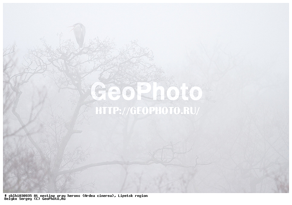  �����, �����, �������� �������, �� ���������, ����� �����, Ardea cinerea, ��������, ��������, ��������, �����������, XYZ, ����������, ��������, Ardeidae