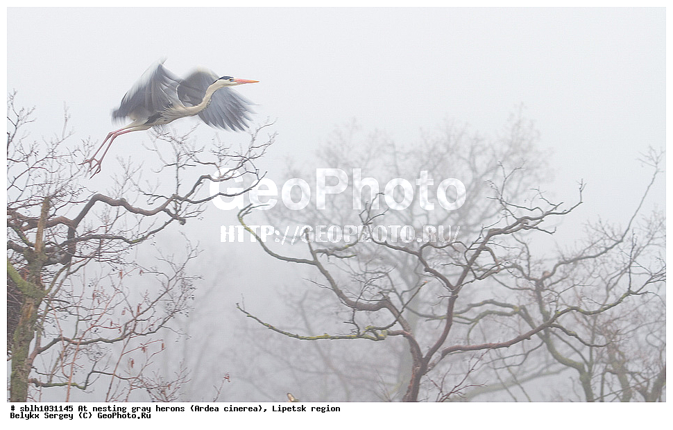  �����, �����, �������� �������, �� ���������, ����� �����, Ardea cinerea, ��������, ��������, ��������, �����������, XYZ, ����������, ��������, Ardeidae