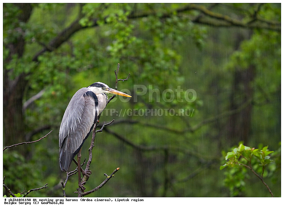  �����, �����, �������� �������, �� ���������, ����� �����, Ardea cinerea, ��������, ��������, ��������, �����������, XYZ, ����������, ��������, Ardeidae