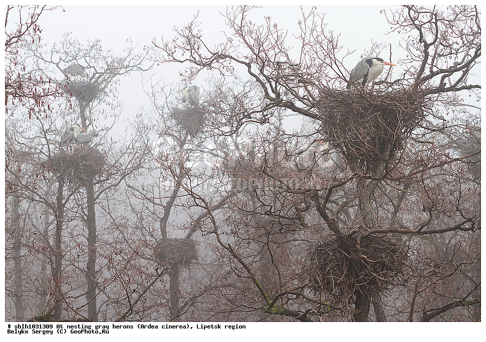  �����, �����, �������� �������, �� ���������, ����� �����, Ardea cinerea, ��������, ��������, ��������, �����������, XYZ, ����������, ��������, Ardeidae