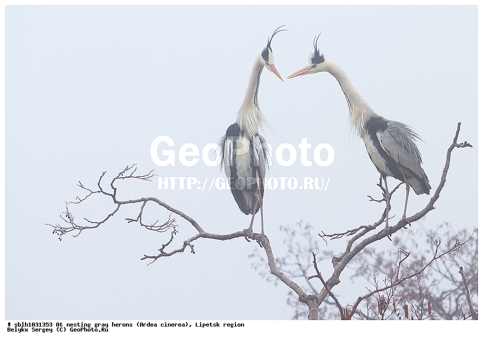  �����, �����, �������� �������, �� ���������, ����� �����, Ardea cinerea, ��������, ��������, ��������, �����������, XYZ, ����������, ��������, Ardeidae