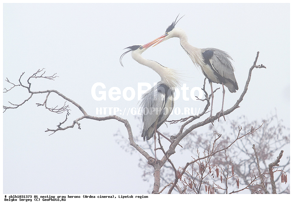  �����, �����, �������� �������, �� ���������, ����� �����, Ardea cinerea, ��������, ��������, ��������, �����������, XYZ, ����������, ��������, Ardeidae