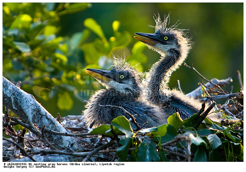  �����, �����, �������� �������, �� ���������, ����� �����, Ardea cinerea, ��������, ��������, ��������, �����������, XYZ, ����������, ��������, Ardeidae