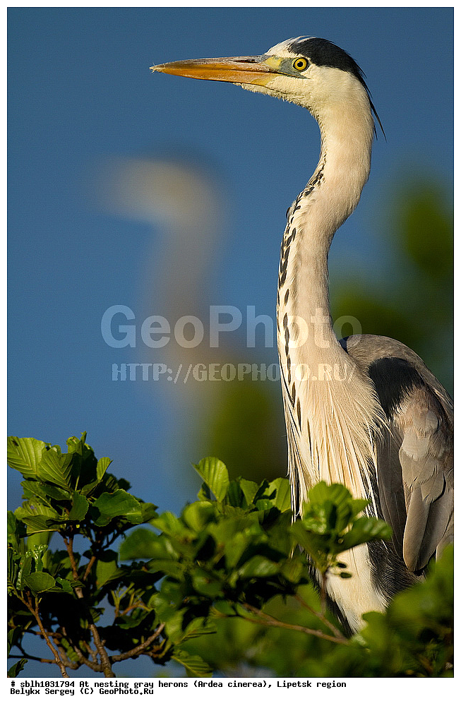  �����, �����, �������� �������, �� ���������, ����� �����, Ardea cinerea, ��������, ��������, ��������, �����������, XYZ, ����������, ��������, Ardeidae