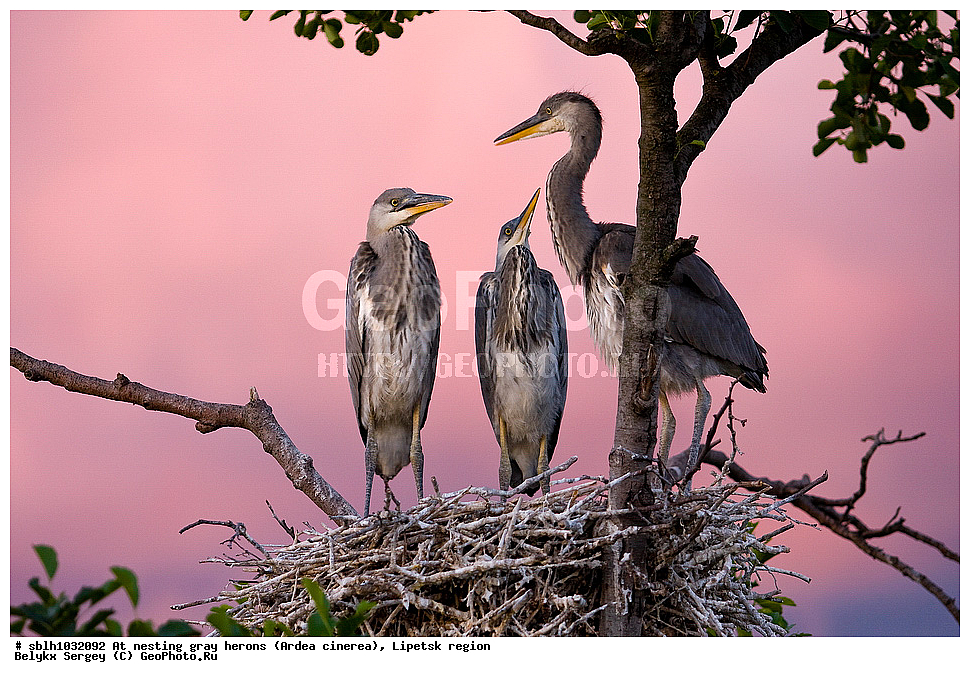  �����, �����, �������� �������, �� ���������, ����� �����, Ardea cinerea, ��������, ��������, ��������, �����������, XYZ, ����������, ��������, Ardeidae