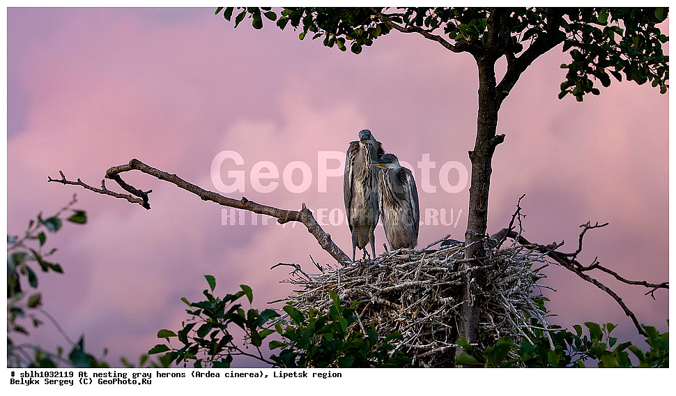  �����, �����, �������� �������, �� ���������, ����� �����, Ardea cinerea, ��������, ��������, ��������, �����������, XYZ, ����������, ��������, Ardeidae