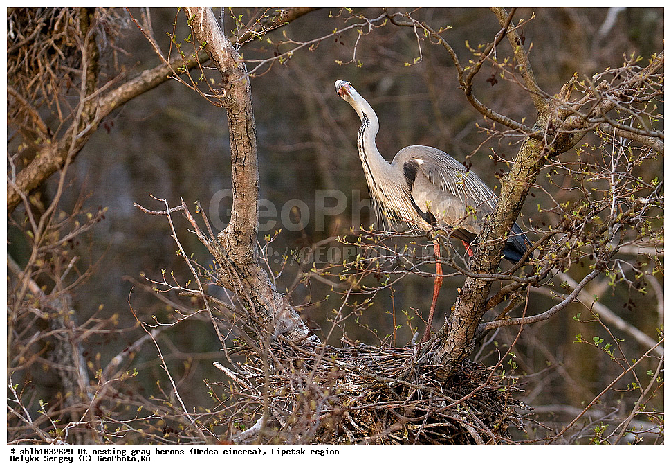  �����, �����, �������� �������, �� ���������, ����� �����, Ardea cinerea, ��������, ��������, ��������, �����������, XYZ, ����������, ��������, Ardeidae