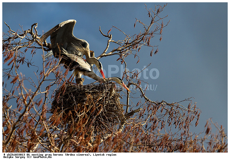  �����, �����, �������� �������, �� ���������, ����� �����, Ardea cinerea, ��������, ��������, ��������, �����������, XYZ, ����������, ��������, Ardeidae