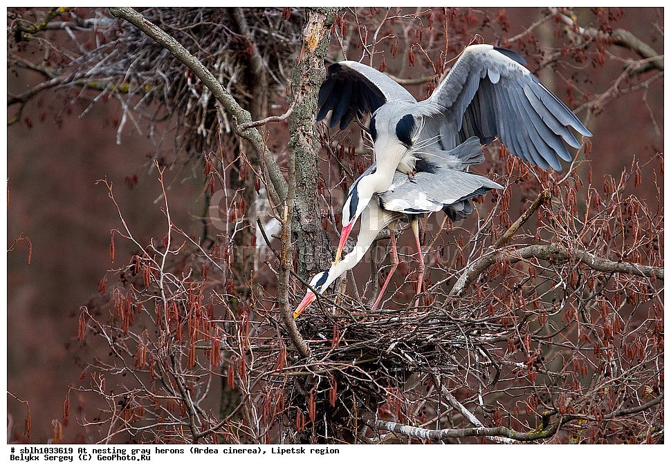  �����, �����, �������� �������, �� ���������, ����� �����, Ardea cinerea, ��������, ��������, ��������, �����������, XYZ, ����������, ��������, Ardeidae