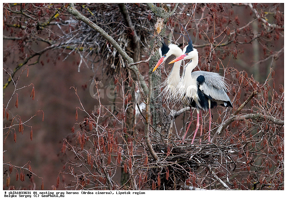 �����, �����, �������� �������, �� ���������, ����� �����, Ardea cinerea, ��������, ��������, ��������, �����������, XYZ, ����������, ��������, Ardeidae
