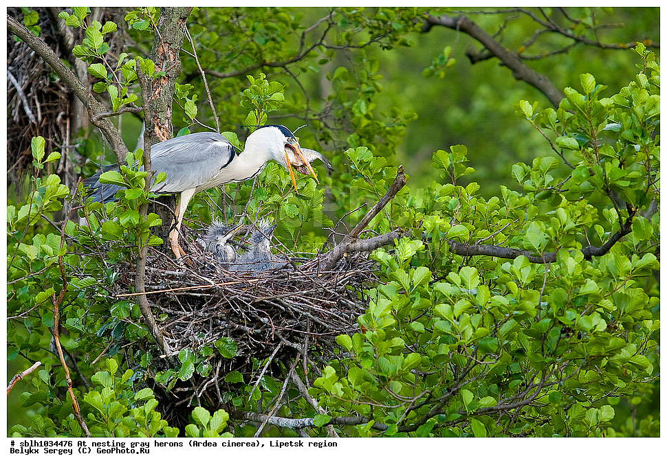  �����, �����, �������� �������, �� ���������, ����� �����, Ardea cinerea, ��������, ��������, ��������, �����������, XYZ, ����������, ��������, Ardeidae