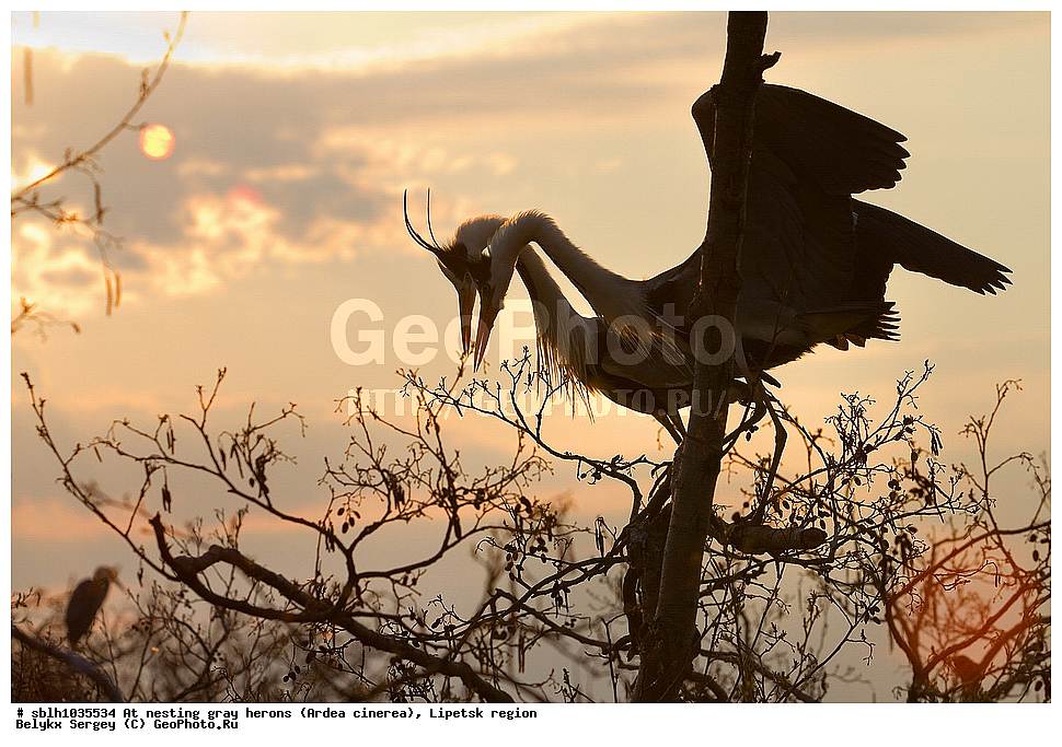  �����, �����, �������� �������, �� ���������, ����� �����, Ardea cinerea, ��������, ��������, ��������, �����������, XYZ, ����������, ��������, Ardeidae