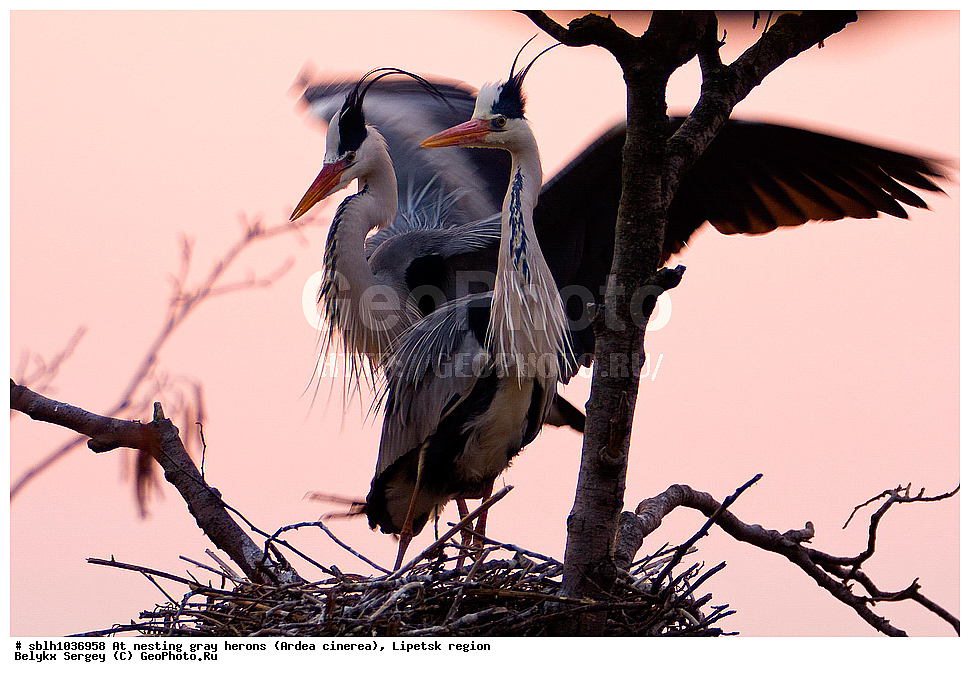  �����, �����, �������� �������, �� ���������, ����� �����, Ardea cinerea, ��������, ��������, ��������, �����������, XYZ, ����������, ��������, Ardeidae