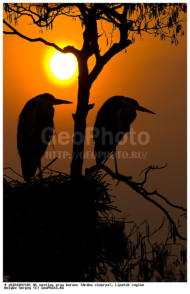  �����, �����, �������� �������, �� ���������, ����� �����, Ardea cinerea, ��������, ��������, ��������, �����������, XYZ, ����������, ��������, Ardeidae