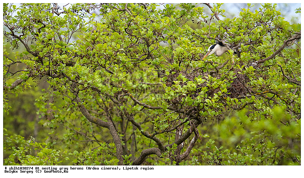  �����, �����, �������� �������, �� ���������, ����� �����, Ardea cinerea, ��������, ��������, ��������, �����������, XYZ, ����������, ��������, Ardeidae