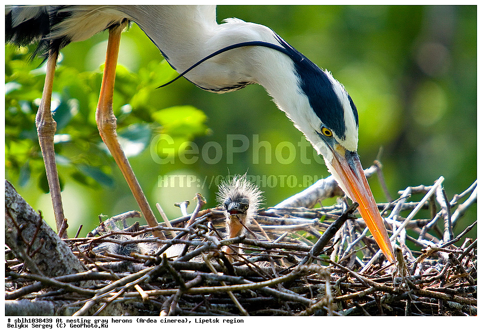  �����, �����, �������� �������, �� ���������, ����� �����, Ardea cinerea, ��������, ��������, ��������, �����������, XYZ, ����������, ��������, Ardeidae