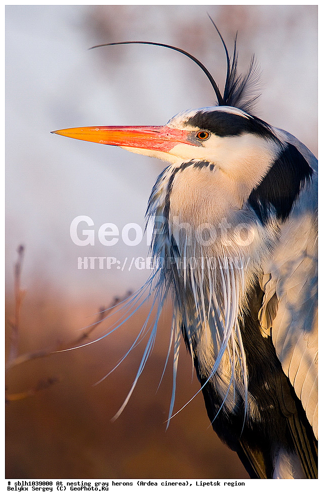  �����, �����, �������� �������, �� ���������, ����� �����, Ardea cinerea, ��������, ��������, ��������, �����������, XYZ, ����������, ��������, Ardeidae
