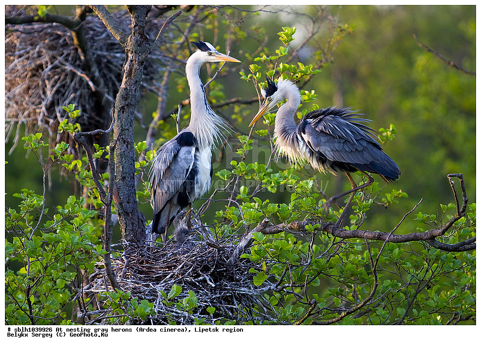 �����, �����, �������� �������, �� ���������, ����� �����, Ardea cinerea, ��������, ��������, ��������, �����������, XYZ, ����������, ��������, Ardeidae