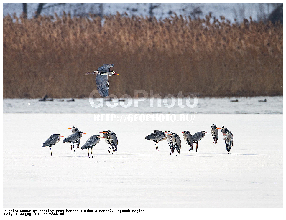  �����, �����, �������� �������, �� ���������, ����� �����, Ardea cinerea, ��������, ��������, ��������, �����������, XYZ, ����������, ��������, Ardeidae