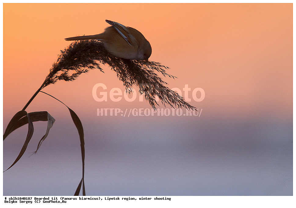 �����, �����, �������� �������, ������ ������, �������� �������, ������ ������ , ��������, ��������, �����, �����, ��������, �����������, XYZ, , ������������ ������, ���������, Paradoxornithidae, Panurus biarmicus, ����������