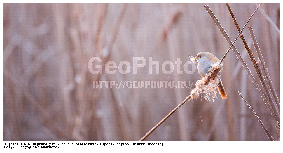 �����, �����, �������� �������, ������ ������, �������� �������, ������ ������ , ��������, ��������, �����, �����, ��������, �����������, XYZ, , ������������ ������, ���������, Paradoxornithidae, Panurus biarmicus, ����������