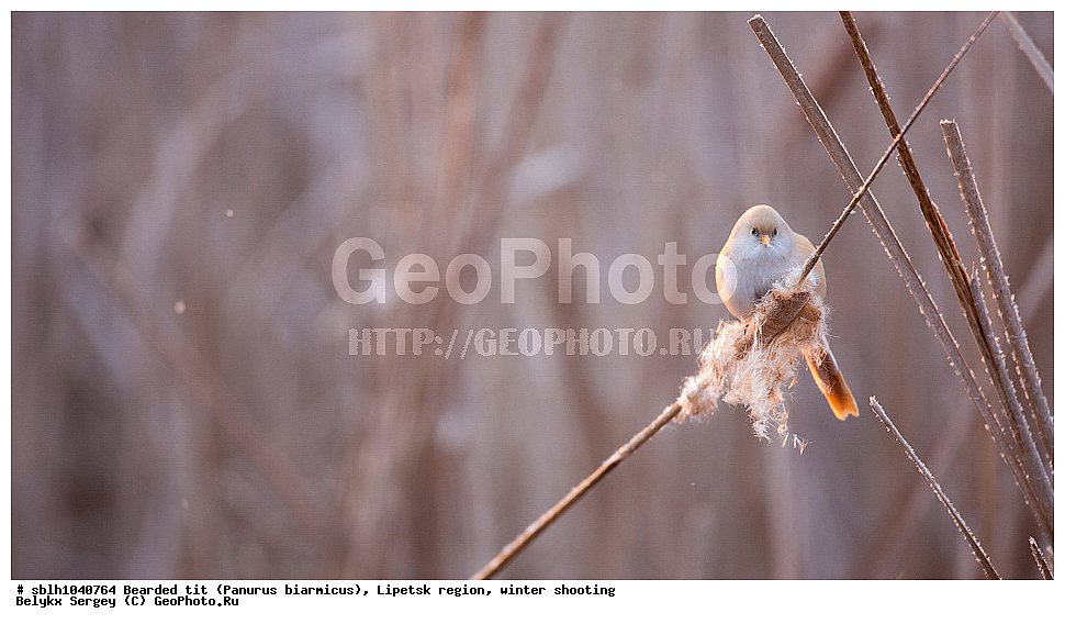 �����, �����, �������� �������, ������ ������, �������� �������, ������ ������ , ��������, ��������, �����, �����, ��������, �����������, XYZ, , ������������ ������, ���������, Paradoxornithidae, Panurus biarmicus, ����������