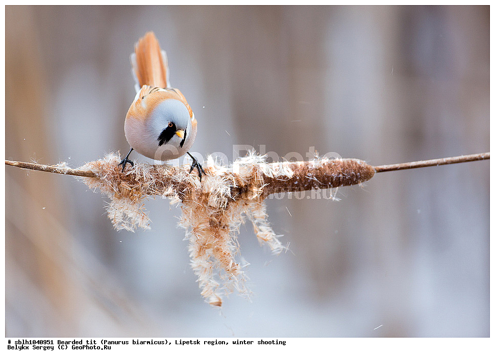 �����, �����, �������� �������, ������ ������, �������� �������, ������ ������ , ��������, ��������, �����, �����, ��������, �����������, XYZ, , ������������ ������, ���������, Paradoxornithidae, Panurus biarmicus, ����������