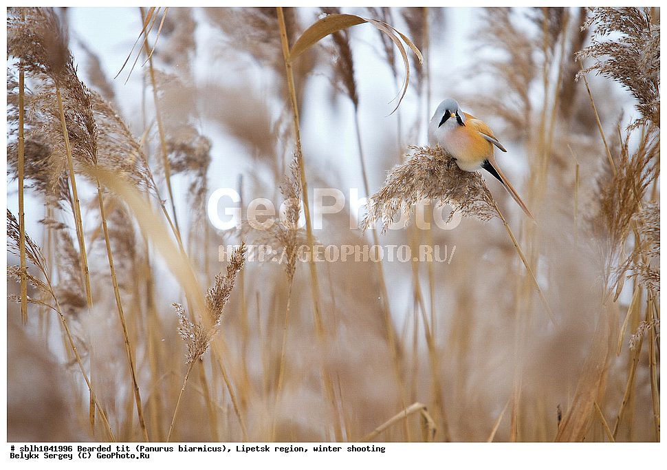 �����, �����, �������� �������, ������ ������, �������� �������, ������ ������ , ��������, ��������, �����, �����, ��������, �����������, XYZ, , ������������ ������, ���������, Paradoxornithidae, Panurus biarmicus, ����������