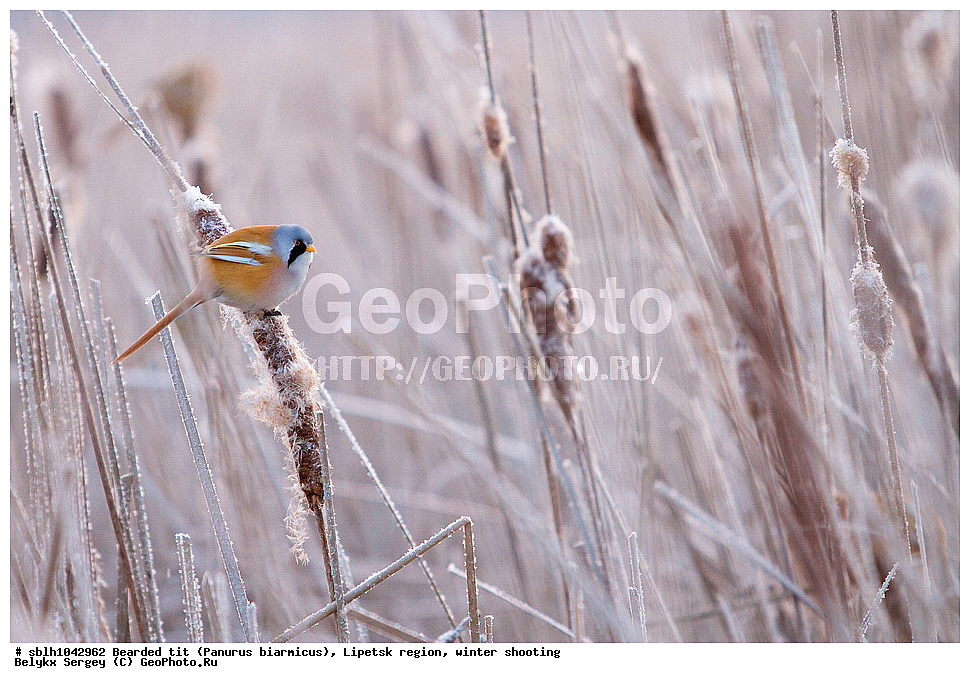 �����, �����, �������� �������, ������ ������, �������� �������, ������ ������ , ��������, ��������, �����, �����, ��������, �����������, XYZ, , ������������ ������, ���������, Paradoxornithidae, Panurus biarmicus, ����������