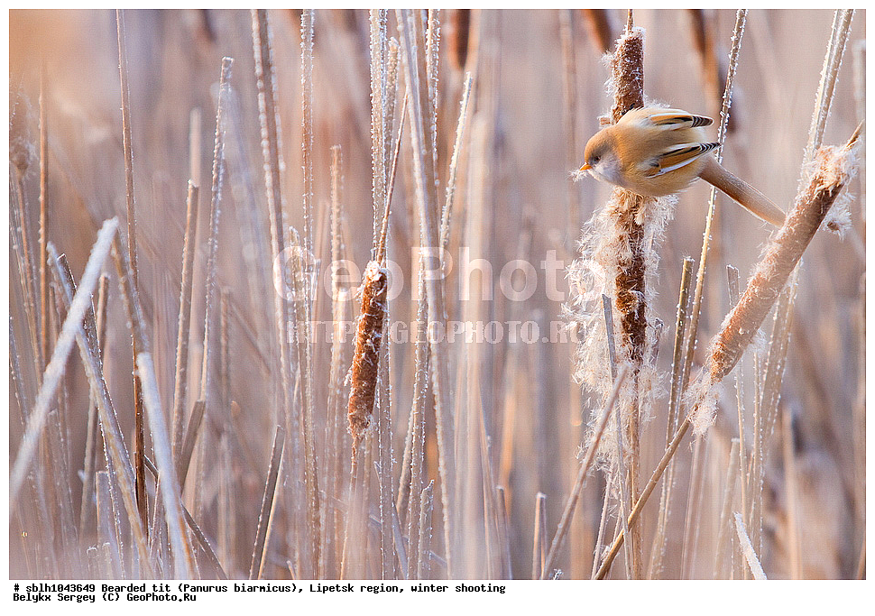 �����, �����, �������� �������, ������ ������, �������� �������, ������ ������ , ��������, ��������, �����, �����, ��������, �����������, XYZ, , ������������ ������, ���������, Paradoxornithidae, Panurus biarmicus, ����������