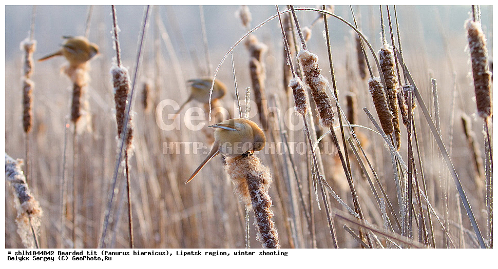 �����, �����, �������� �������, ������ ������, �������� �������, ������ ������ , ��������, ��������, �����, �����, ��������, �����������, XYZ, , ������������ ������, ���������, Paradoxornithidae, Panurus biarmicus, ����������