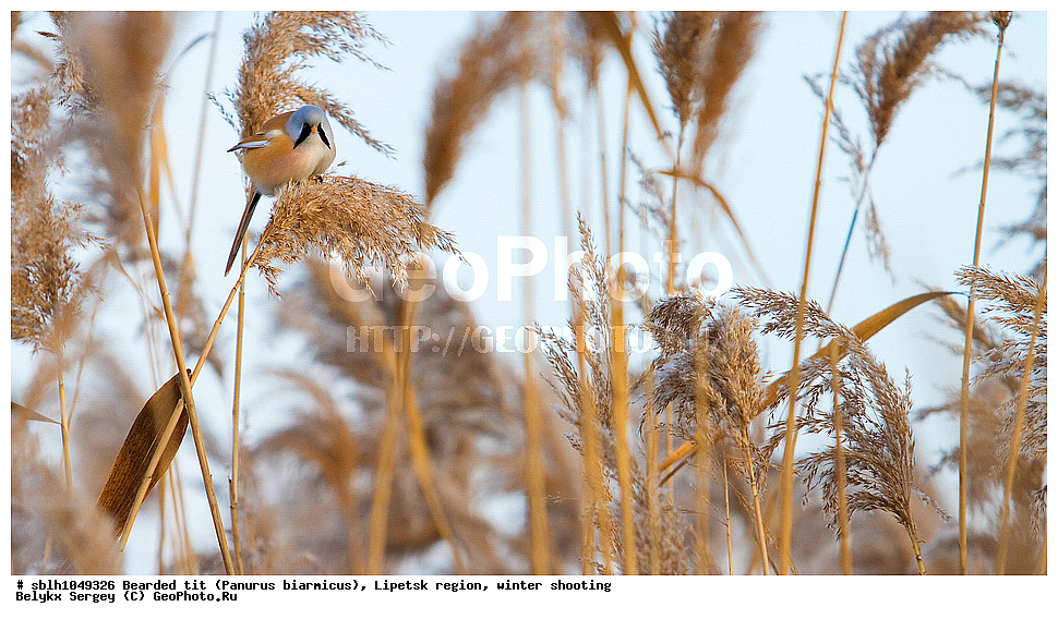 �����, �����, �������� �������, ������ ������, �������� �������, ������ ������ , ��������, ��������, �����, �����, ��������, �����������, XYZ, , ������������ ������, ���������, Paradoxornithidae, Panurus biarmicus, ����������