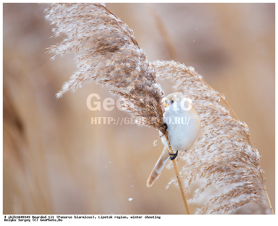 �����, �����, �������� �������, ������ ������, �������� �������, ������ ������ , ��������, ��������, �����, �����, ��������, �����������, XYZ, , ������������ ������, ���������, Paradoxornithidae, Panurus biarmicus, ����������