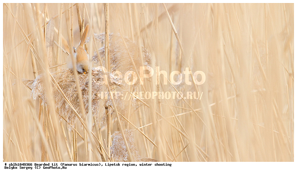 �����, �����, �������� �������, ������ ������, �������� �������, ������ ������ , ��������, ��������, �����, �����, ��������, �����������, XYZ, , ������������ ������, ���������, Paradoxornithidae, Panurus biarmicus, ����������