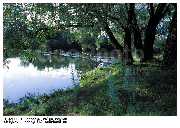 Russia, Tatarstan, Willows, landscape, pond, scenery, wood