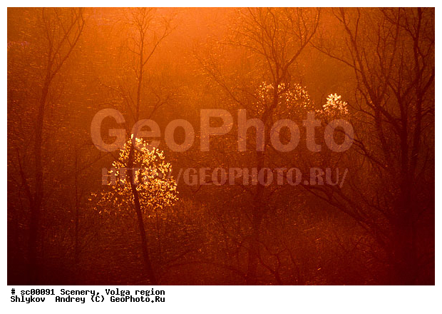 Autumn, Russia, Tatarstan, Tree, landscape, scenery, wood