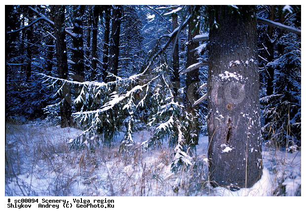 Russia, Tatarstan, Tree, Winter, landscape, scenery, wood