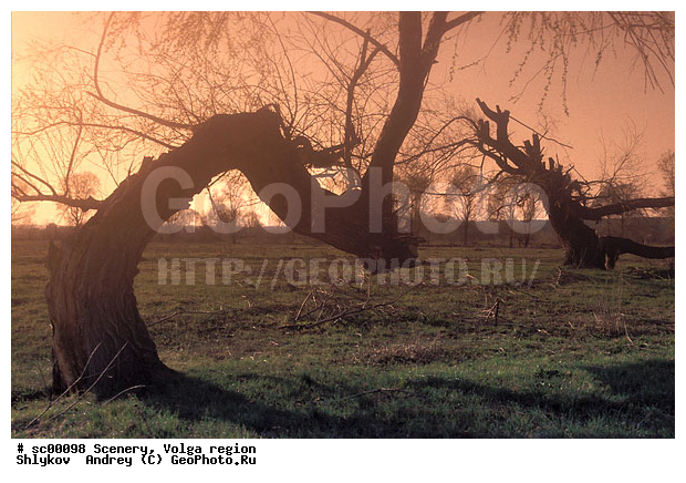 Russia, Tatarstan, Tree, landscape, scenery, willows