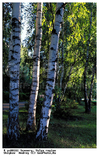 Plants, Russia, birch, grove, landscape, scenery, summer