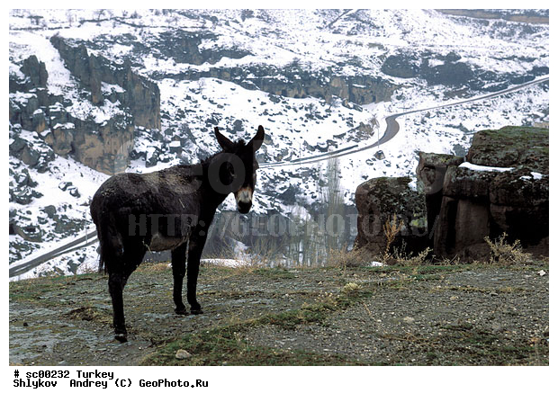 Anatolia, Cappadocia, Turkey, donkey, landscape, mountains, scenery
