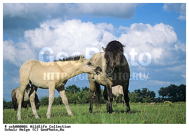 Deutschland, Equus przewalskii caballus, Europa, Europe, Flensburg, Fohlen, Germany, Hengst, Hengste, Jungtier, Jungtiere, Konik, Maennchen, Norddeutschland, Pferd, Pferde, Ponies, Pony, Rueckzuechtung, Schaeferhaus, Schleswig-Holstein, Sozialverhalten, Tarpan, Tarpan horse, Tierbabies, Tierbaby, Tierkinder, Waldtarpan, Wilde Pferde, Wildpferd, Wildpferde, Wolken, baby animal, baby animals, cumulus clouds, foal, foals, game, games, gaming, horse, horses, male, males, play, playing, social behavior, social behaviour, spielen, spielend, stallion, stallions, wild horse, wild horses, young, youngs, ������, ������������, ������, ����, ��������, ����, ���������