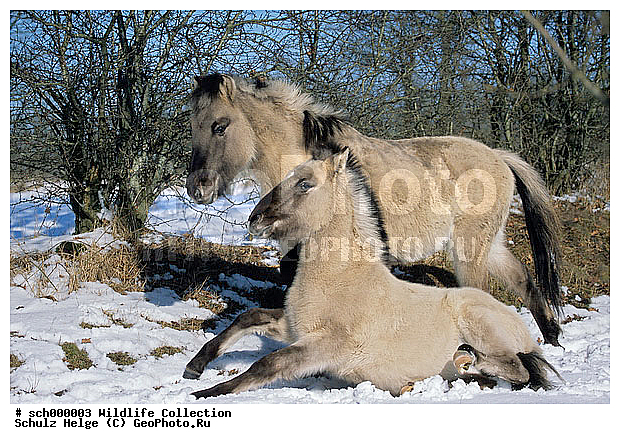 Deutschland, Eis, Equus przewalskii caballus, Europa, Europe, Flensburg, Fohlen, Germany, Jungtier, Jungtiere, Kaelte, Konik, Norddeutschland, Pferd, Pferde, Ponies, Pony, Rueckzuechtung, Schaeferhaus, Schleswig-Holstein, Schnee, Stute, Stuten, Tarpan, Tarpan horse, Tierbabies, Tierbaby, Tierkinder, Waldtarpan, Weibchen, Wilde Pferde, Wildpferd, Wildpferde, Winter, baby animal, baby animals, cold, eisig, female, females, foal, foals, horse, horses, ice, kalt, mare, mares, snow, snowy, weiblich, wild horse, wild horses, winter, young, youngs, ������, ������������, ��������
