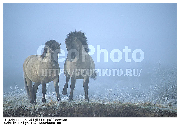 Deutschland, Dunst, Eis, Equus przewalskii caballus, Europa, Europe, Flensburg, Germany, Hengst, Hengste, Kaelte, Kampf, Konik, Maennchen, Nebel, Norddeutschland, Pferd, Pferde, Ponies, Pony, Raureif, Raureiflandschaft, Rueckzuechtung, Schaeferhaus, Schleswig-Holstein, Schnee, Sozialverhalten, Tarpan, Tarpan horse, Waldtarpan, Wilde Pferde, Wildpferd, Wildpferde, Winter, cold, dust, dusty, eisig, fight, fighting, fog, foggy, hoarfrost, hoar frost, horse, horses, ice, kaempfen, kaempfend, kalt, maennlich, male, males, mist, misty, snow, snowy, social behavior, social behaviour, stallion, stallions, wild horse, wild horses, winter, ������, ������������, ������, ����, ��������, ����, ���������