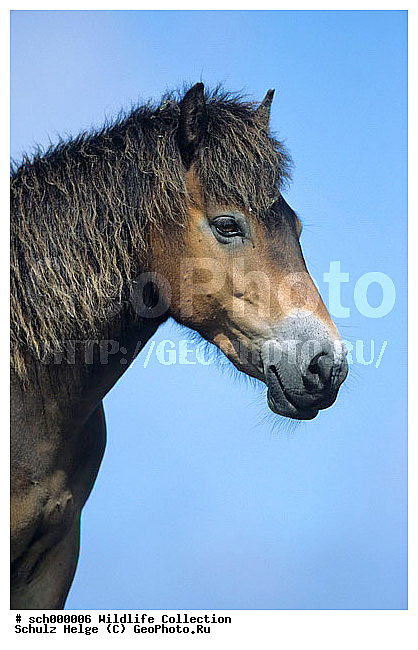 Duene, Duenen, Equus przewalskii caballus, Exmoor-Ponies, Exmoor-Pony, Exmoor Ponies, Exmoor Pony, Hengst, Hengste, Holland, Insel, Insel-Texel, Insel Texel, Island-Texel, Island Texel, Maennchen, Netherlands, Niederlande, Nordsee, North Sea, Pferd, Pferde, Ponies, Pony, Portrait, Texel, Wilde Pferde, Wildpferd, Wildpferde, dune, dunes, horse, horses, male, males, stallion, stallions, wild horse, wild horses, �����, ����, ����, ������, ����
