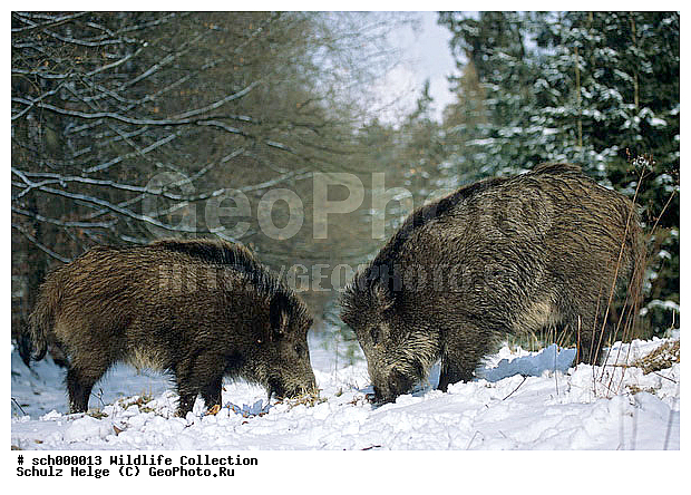 Borsten, Deutschland, Eis, Europa, Europe, Frost, Germany, Jungtier, Jungtiere, Kaelte, Schleswig-Holstein, Schnee, Schwarzwild, Schwein, Schweine, Sus scrofa, Tierbabies, Tierbaby, Tierkind, Tierkinder, Ueberlaeufer, Wild Boar, Wild Pig, Wildschwein, Wildschweine, Winter, baby animal, baby animals, cold, eisig, frost, frosted, ice, kalt, pig, pigs, pork, porks, snow, snowy, young, youngs, ������, ������������, ������, ����, �����, ��������, �����, ����, ���������, �������������, �����, �����, XYZ, ������, Suidae, �����, �����, ����� ������, Sus scrofa