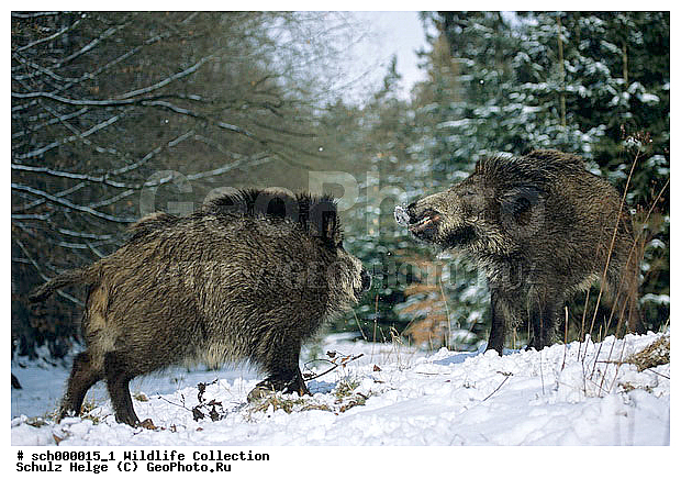 Auseinandersetzung, Borsten, Deutschland, Eis, Europa, Europe, Frost, Germany, Jungtier, Jungtiere, Kaelte, Kampf, Schleswig-Holstein, Schnee, Schwarzwild, Schwein, Schweine, Sus scrofa, Tierbabies, Tierbaby, Tierkind, Tierkinder, Ueberlaeufer, Wild Boar, Wild Pig, Wildschwein, Wildschweine, Winter, baby animal, baby animals, balgend, cold, eisig, fighting, frost, frosted, games, gaming, ice, kaempfend, kalt, pig, pigs, playing, pork, porks, snow, snowy, spielend, streitend, tobend, young, youngs, ������, ������������, �����, ��������, �����, �������������, �����, �����, XYZ, ������, Suidae, �����, �����, ����� ������, Sus scrofa, �������������, �����, �����, XYZ, ������, Suidae, �����, �����, ����� ������, Sus scrofa