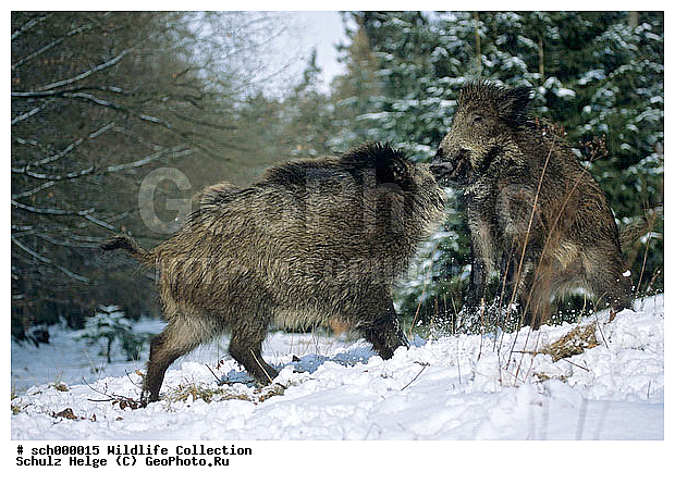 Auseinandersetzung, Borsten, Deutschland, Eis, Europa, Europe, Frost, Germany, Jungtier, Jungtiere, Kaelte, Kampf, Schleswig-Holstein, Schnee, Schwarzwild, Schwein, Schweine, Sus scrofa, Tierbabies, Tierbaby, Tierkind, Tierkinder, Ueberlaeufer, Wild Boar, Wild Pig, Wildschwein, Wildschweine, Winter, baby animal, baby animals, balgend, cold, eisig, fighting, frost, frosted, games, gaming, ice, kaempfend, kalt, pig, pigs, playing, pork, porks, snow, snowy, spielend, streitend, tobend, young, youngs, ������, ������������, �����, ��������, �����, �������������, �����, �����, XYZ, ������, Suidae, �����, �����, ����� ������, Sus scrofa, �������������, �����, �����, XYZ, ������, Suidae, �����, �����, ����� ������, Sus scrofa