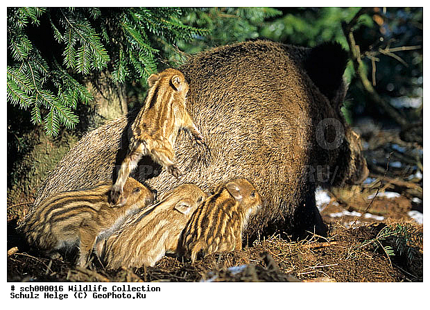 Bache, Bachen, Borsten, Deutschland, Eis, Europa, Europe, Ferkel, Frischling, Frischlinge, Frost, Germany, Jungtier, Jungtiere, Kaelte, Muedigkeit, Sau, Schleswig-Holstein, Schnee, Schwarzwild, Schwein, Schweine, Sus scrofa, Tierbabies, Tierbaby, Tierkind, Tierkinder, Weibchen, Wild Boar, Wild Boar sow, Wild Pig, Wildschwein, Wildschweinbache, Wildschweinbachen, Wildschweine, Wildschweinfrischling, Wildschweinfrischlinge, Winter, baby animal, baby animals, cold, eisig, female, females, frost, frosted, frostig, ice, kalt, muede, pig, piglet, piglets, pigs, pork, porks, rest, resting, ruhen, ruhend, schlafen, schlafend, sleep, sleeping, snow, snowy, sow, tired, tiredness, young, youngs, ������, ������������, �����, ��������, �����, �������������, �����, �����, XYZ, ������, Suidae, �����, �����, ����� ������, Sus scrofa