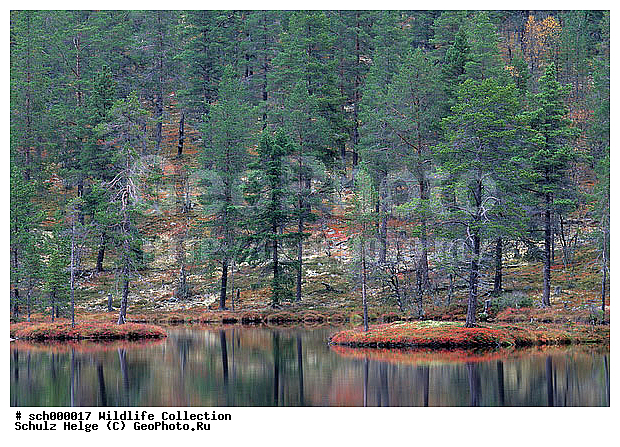Asteridae, Asternaehnlich, Asternaehnliche, Baeume, Baum, Beere, Beeren, Beerenfrucht, Beerenfruechte, Bickbeere, Bickbeeren, Bilberry, Blaubeere, Blaubeeren, Blueberry, Dreifurchenpollen-Zweikeimblaettrige, Ericaceae, Ericales, Europa, Europe, Foehre, Foehren, Forche, Forchen, Frucht, Fruechte, Funaesdalen, Gemeine Kiefer, Gemeine Kiefern, Haerjedalen, Heidekrautartig, Heidekrautartige, Heidekrautgewaechs, Heidekrautgewaechse, Heidelbeere, Heidelbeeren, Herbst, Herbstfarben, Herbststimmung, Herbststimmungen, Heubeere, Heubeeren, Indian summer, Jaemtland, Jaemtlands Laen, Kiefer, Kiefern, Kiefernartig, Kiefernartige, Kieferngewaechs, Kieferngewaechse, Nadelbaeume, Nadelbaum, Nadelwaelder, Nadelwald, Nordeuropa, Pflanze, Pflanzen, Pinaceae, Pinales, Pinoideae, Pinopsida, Pinus, Pinus sylvestris, Reflexion, Reflexionen, Rosengewaechs, Rosengewaechse, Rosopsida, Rot-Foehre, Rot-Foehren, Rotfoehre, Rotfoehren, Ruska, Scandinavia, Schwarzbeere, Schwarzbeeren, Schweden, Scots Pine, Skandinavien, Spiegelbild, Spiegelbilder, Spiegelung, Spiegelungen, Sverige, Sweden, Taennaes, Vaccinium, Vaccinium myrtillus, Wald-Kiefer, Wald-Kiefern, Waldbeere, Waldbeeren, Waldkiefer, Waldkiefern, Wildbeere, Wildbeeren, Zeckbeere, Zeckbeeren, autumn, autumnal foliage, autumn color, autumn colors, autumn colour, autumn colours, autumn foliage, berries, berry, bunte Blaetter, buntes Laub, conifer, coniferous forest, coniferous tree, coniferous trees, fall, fall color, fall colors, fall colour, fall colours, fruit, fruits, mirror image, mirror images, pine, pines, plant, plants, reflection, reflections, tree, trees, ������, ��������